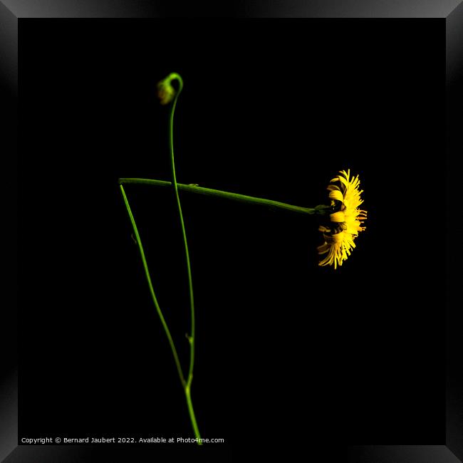 Yellow dandelion Framed Print by Bernard Jaubert