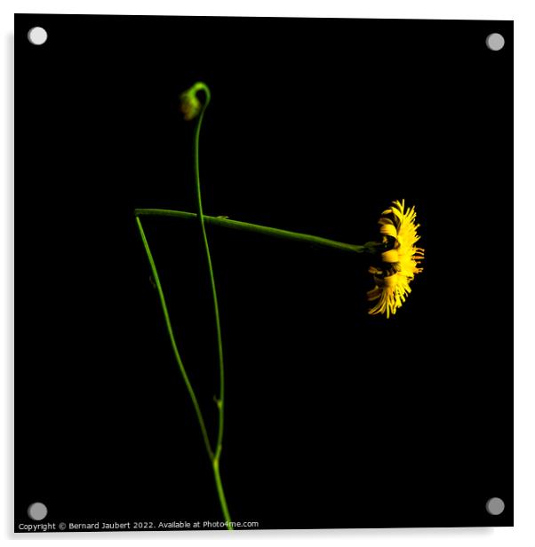 Yellow dandelion Acrylic by Bernard Jaubert