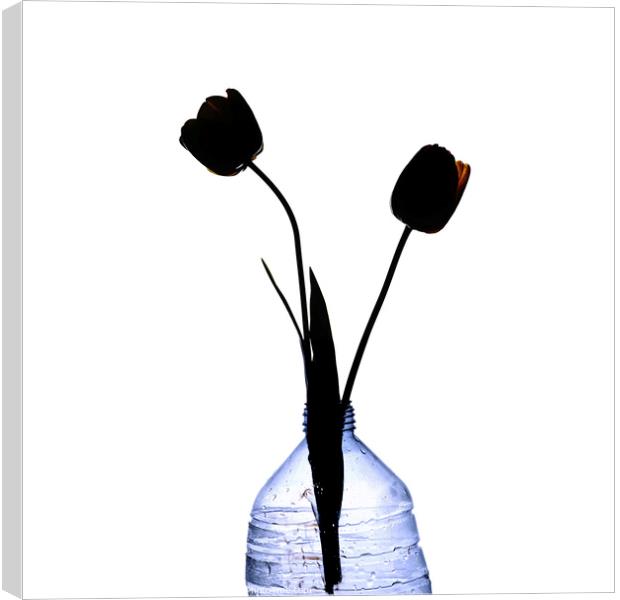 Tulips in a plastic bottle Canvas Print by Bernard Jaubert