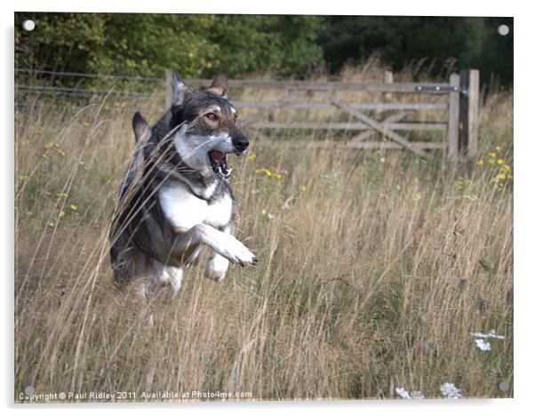 saarloos wolf hound Acrylic by Paul Ridley