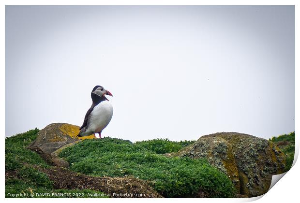 Majestic Puffin on the Isle of May Print by DAVID FRANCIS