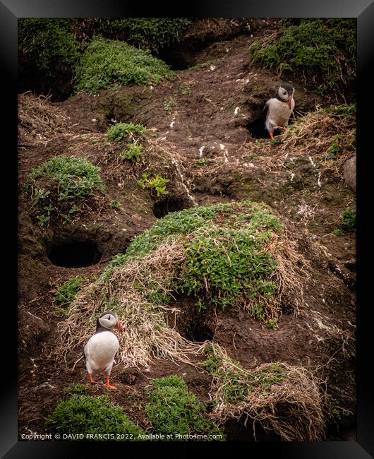 Majestic Puffins on the Isle of May Framed Print by DAVID FRANCIS