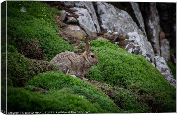 Majestic Rabbit on the Isle of May Canvas Print by DAVID FRANCIS