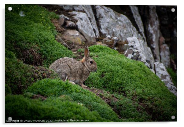 Majestic Rabbit on the Isle of May Acrylic by DAVID FRANCIS
