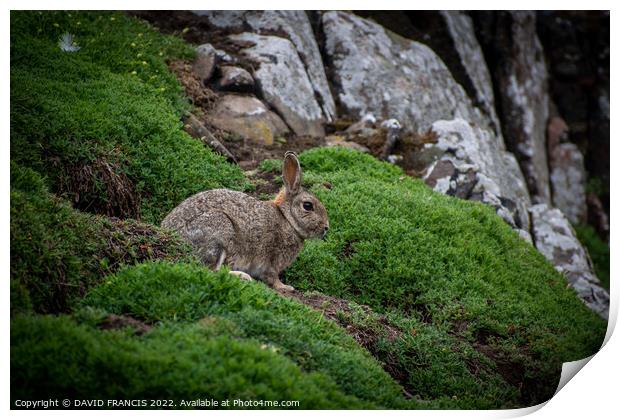 Majestic Rabbit on the Isle of May Print by DAVID FRANCIS