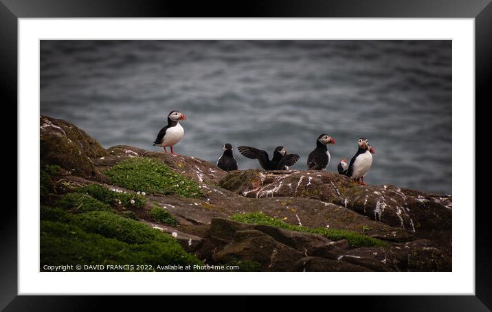 Majestic Puffins on May Island Framed Mounted Print by DAVID FRANCIS