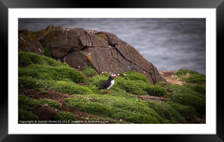 The Vigilant Puffin Framed Mounted Print by DAVID FRANCIS