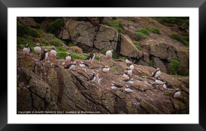 Majestic Juvenile Puffins Framed Mounted Print by DAVID FRANCIS