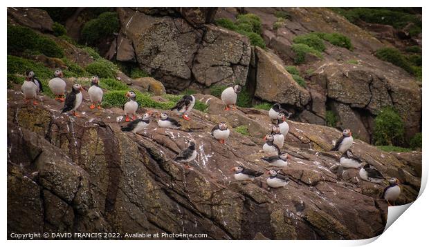 Majestic Juvenile Puffins Print by DAVID FRANCIS