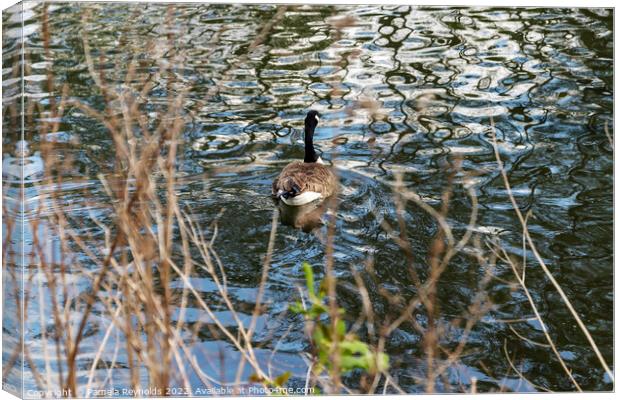 Canadian Goose at the Flash Lake, Priorslee Telfor Canvas Print by Pamela Reynolds