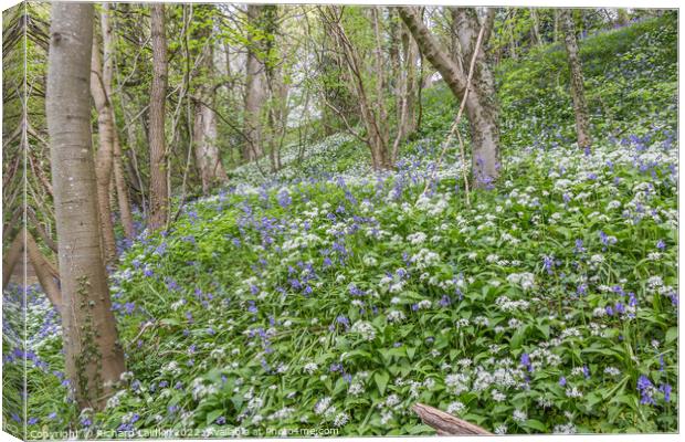 Bluebells and Wild Garlic Woods Canvas Print by Richard Laidler