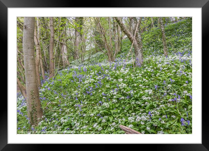 Bluebells and Wild Garlic Woods Framed Mounted Print by Richard Laidler