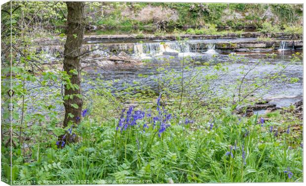 Bluebells on the Riverbank Canvas Print by Richard Laidler