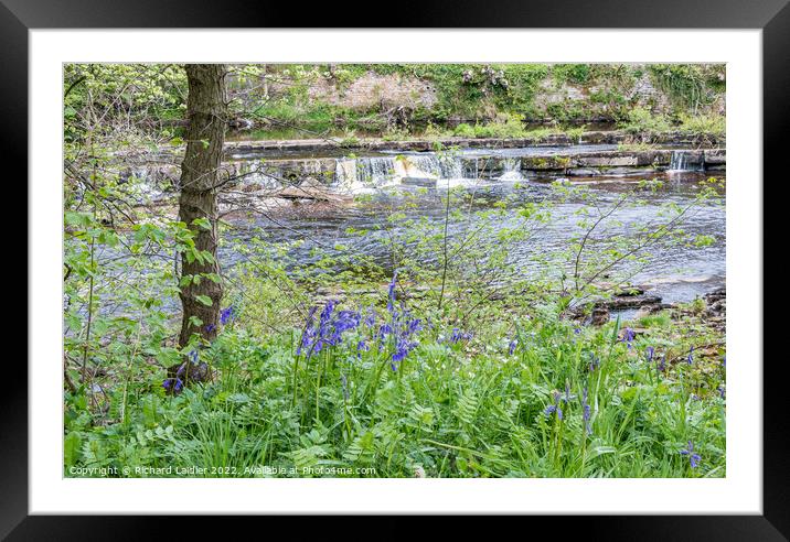 Bluebells on the Riverbank Framed Mounted Print by Richard Laidler