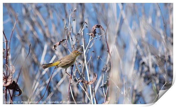 Palm Warbler (2D) Print by Philip Lehman