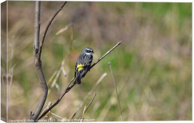 Yellow-Rumped Warbler (2A) Canvas Print by Philip Lehman