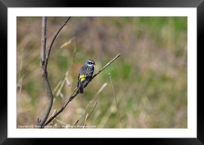 Yellow-Rumped Warbler (2A) Framed Mounted Print by Philip Lehman