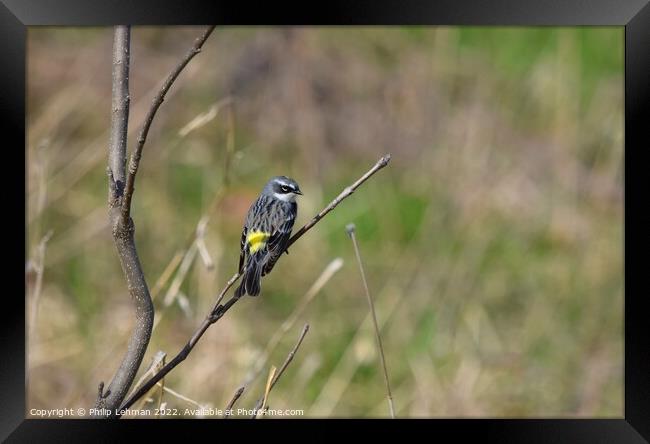 Yellow-Rumped Warbler (2A) Framed Print by Philip Lehman