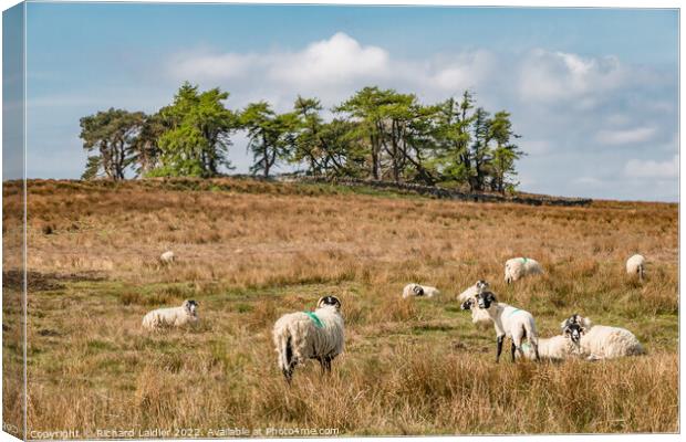 Grazing at Scarney Hill, Teesdale Canvas Print by Richard Laidler