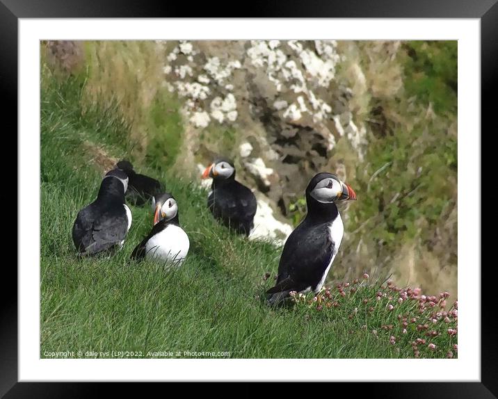 STAFFA PUFFINS Framed Mounted Print by dale rys (LP)