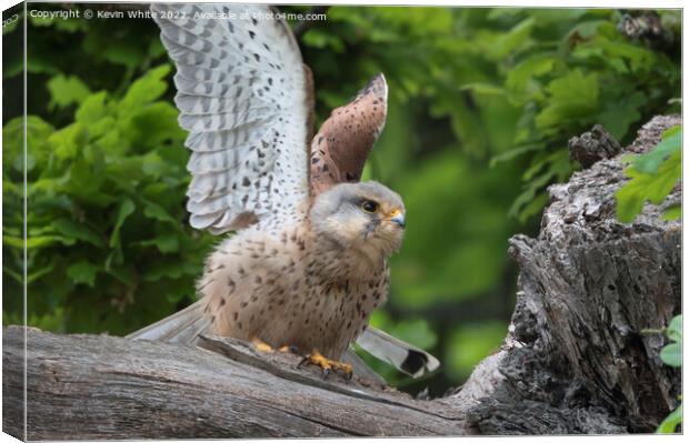 Kestrel sitting by nest flapping wings Canvas Print by Kevin White