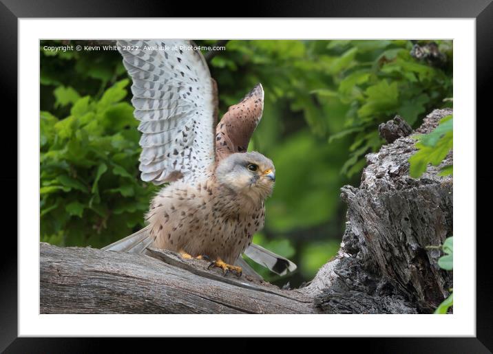 Kestrel sitting by nest flapping wings Framed Mounted Print by Kevin White