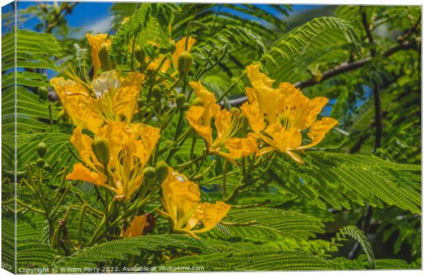 Yellow Poinciana Flowers Delonix Regia Flavida Moorea Tahiti Canvas Print by William Perry