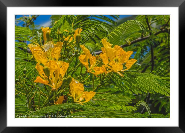 Yellow Poinciana Flowers Delonix Regia Flavida Moorea Tahiti Framed Mounted Print by William Perry