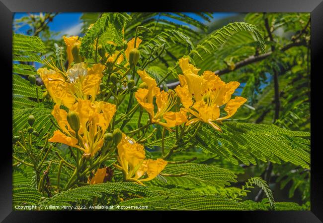 Yellow Poinciana Flowers Delonix Regia Flavida Moorea Tahiti Framed Print by William Perry