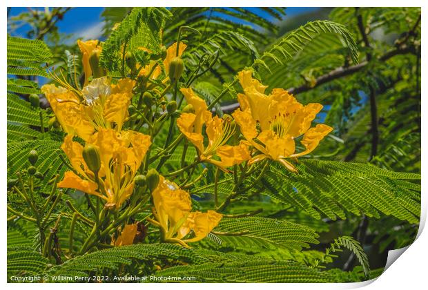 Yellow Poinciana Flowers Delonix Regia Flavida Moorea Tahiti Print by William Perry
