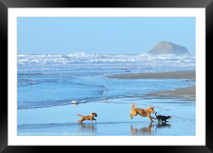 Beach Chase Framed Mounted Print by Roy Curtis