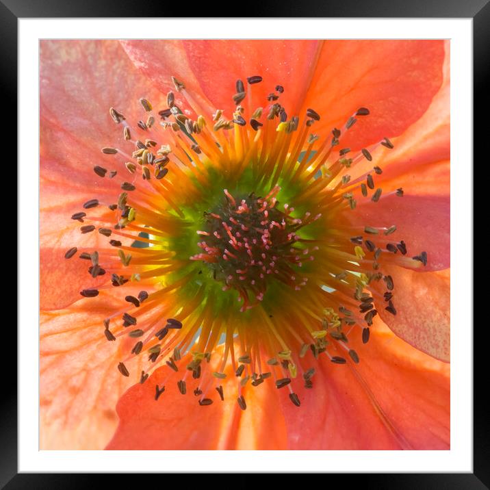 Colour Explosion!! Framed Mounted Print by Kelly Bailey