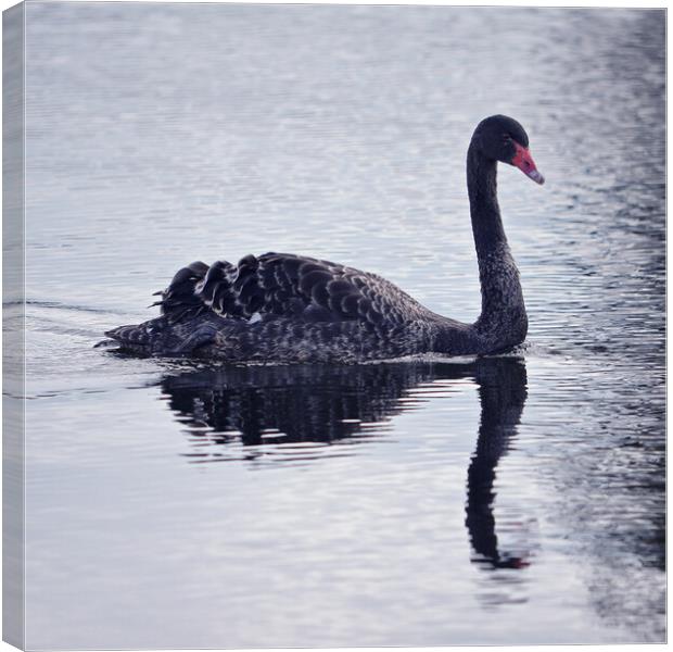Black swan Canvas Print by Allan Durward Photography