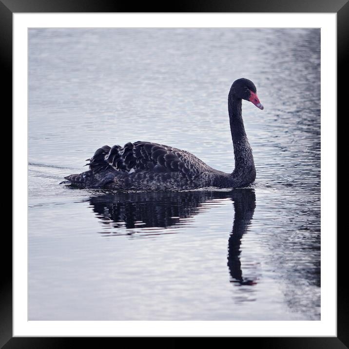 Black swan Framed Mounted Print by Allan Durward Photography
