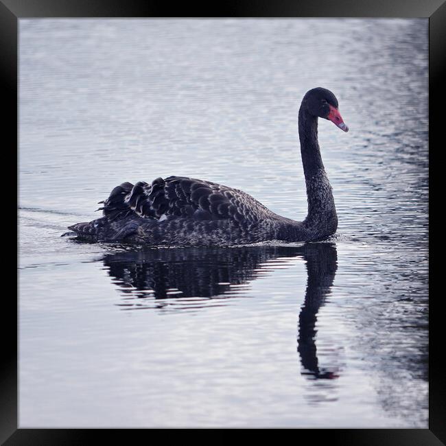 Black swan Framed Print by Allan Durward Photography