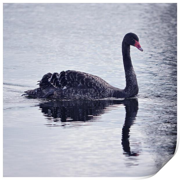 Black swan Print by Allan Durward Photography