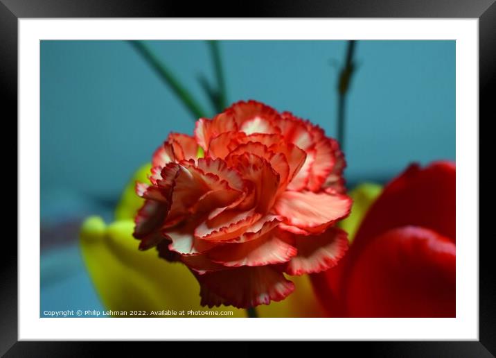 Carnation (1A) Framed Mounted Print by Philip Lehman