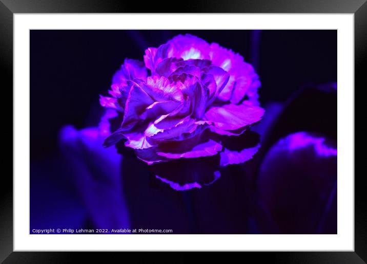 Carnation Blacklight (7A) Framed Mounted Print by Philip Lehman