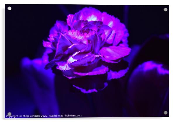 Carnation Blacklight (7A) Acrylic by Philip Lehman