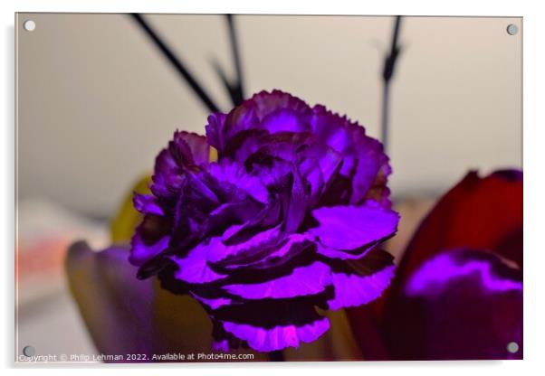 Carnation Blacklight (1A) Acrylic by Philip Lehman