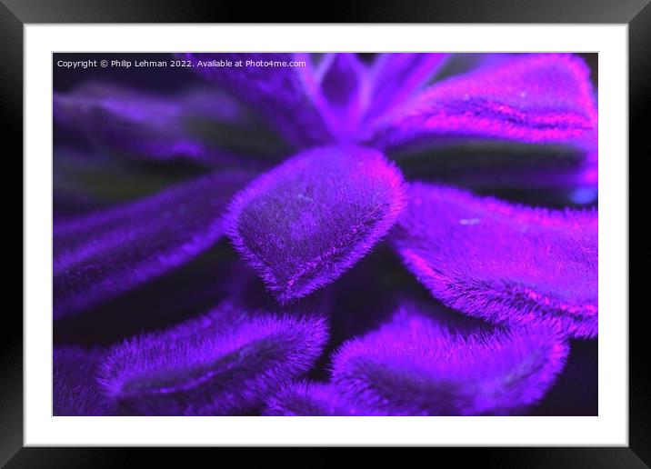 Succulent Blacklight (8A) Framed Mounted Print by Philip Lehman