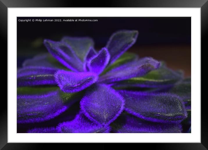 Succulent Blacklight (8A) Framed Mounted Print by Philip Lehman