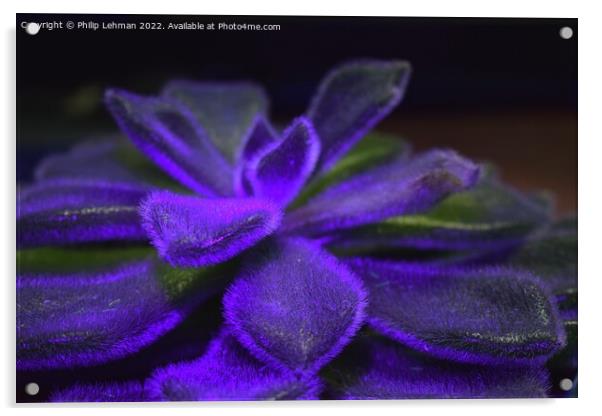 Succulent Blacklight (8A) Acrylic by Philip Lehman