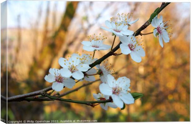 Spring Blackthorn Flowers Canvas Print by Philip Openshaw