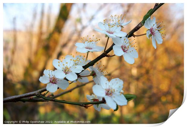 Spring Blackthorn Flowers Print by Philip Openshaw