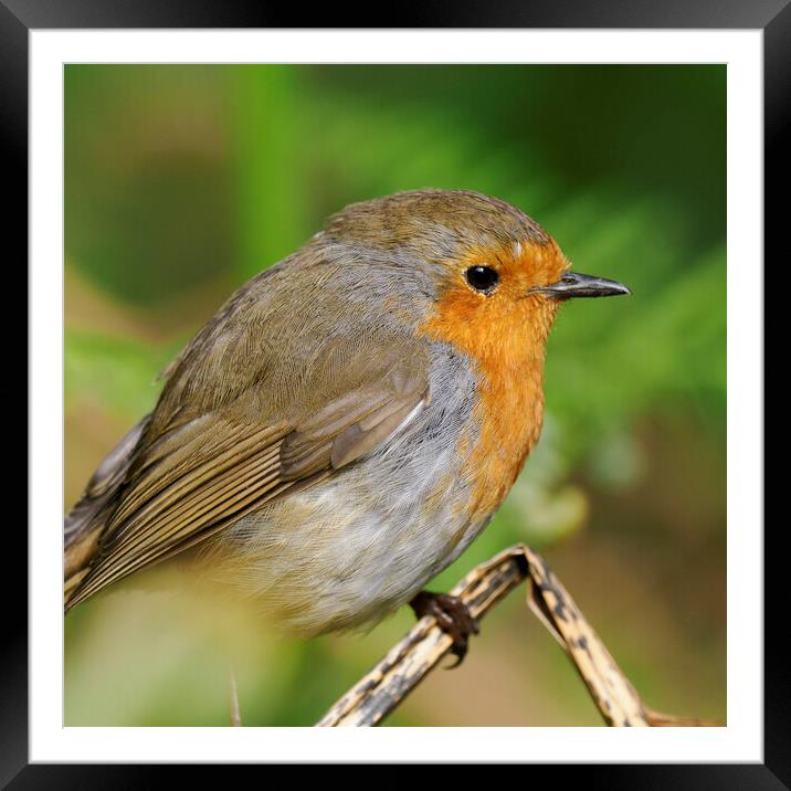 European robin Framed Mounted Print by Tommy Dickson