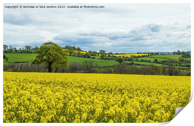 Rape Field near Brecon Powys  Print by Nick Jenkins