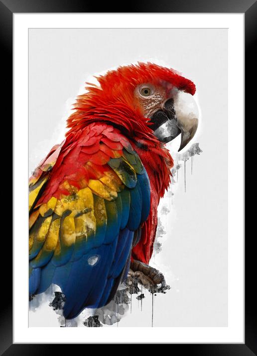 Scarlet Macaw Framed Mounted Print by Picture Wizard