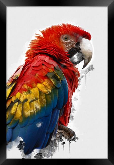 Scarlet Macaw Framed Print by Picture Wizard