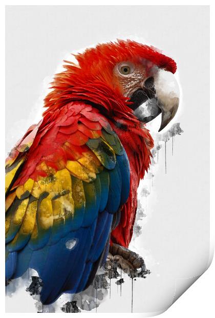 Scarlet Macaw Print by Picture Wizard